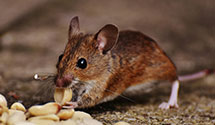 24 Hour & Emergency Exterminators in Warm River, ID